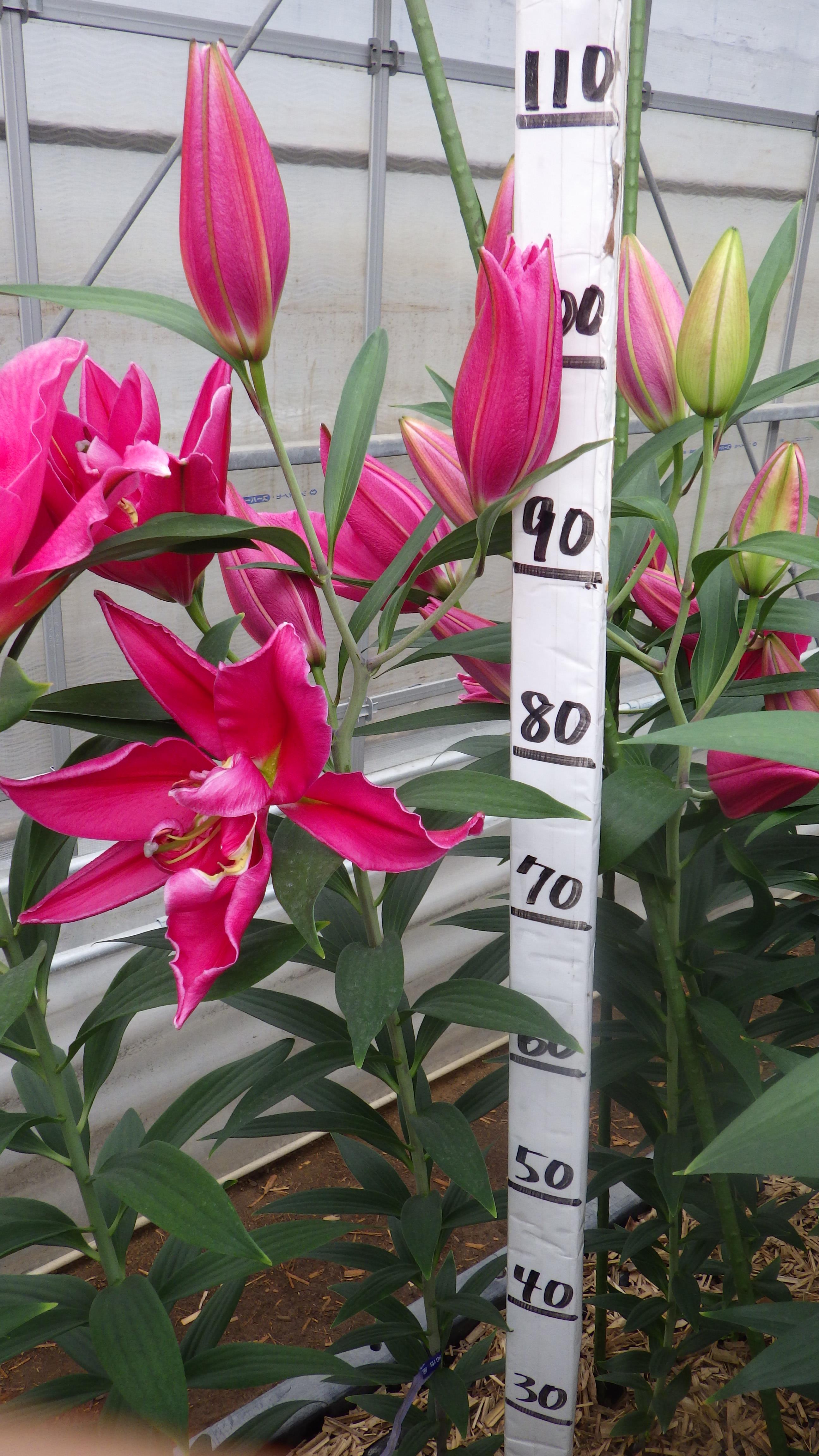 リバーレディ(花粉無し)